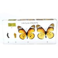 [아마존]Lifecycle of a Butterfly in Resin Block 문진 문진 과학 교실 표본 과학 교육용