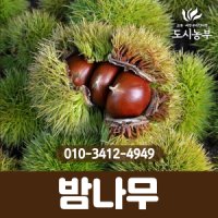 밤나무 포르단 1등묘 5주묶음 나무 묘목 도시농부TI