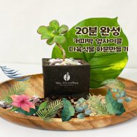 [아트박스] 아트박스/예스잇츠커피 친환경 커피박 화분 만들기 다육식물 20분 완성 키트