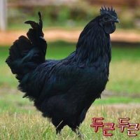 살아있는 오골계 몸보신 백숙용 생닭 1.4k내외 토종닭 산지직송 티백무료