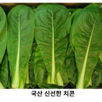 국내산 신선한 치콘 1kg 2kg 국산 싱싱한 치콘 쌈채소 빨간잎채소 여름엔 푸른빛 샐러드채소  500g