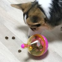 강아지 다이어트 간식통 놀이기구 호기심유발 노즈워크 사료통