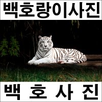 B713 백호사진 호랑이사진 풍경화 풍경사진 벽장식