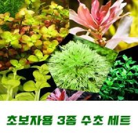 초보자용 3종 수초세트 키우기쉬운 음성 열대어 은신처