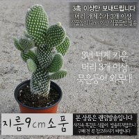 허브여울선인장  백도선 묵은둥이 외목대  토끼선인장  지름 9cm 소품다육화분