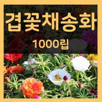 겹채송화씨 1000립 겹채송화 씨앗 포체리카씨 꽃 종자