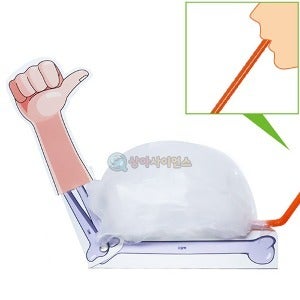 SA 뼈와 근육모형(5인 세트)