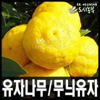 유자 7치화분 결실주나무 묘목 원예 도시농부