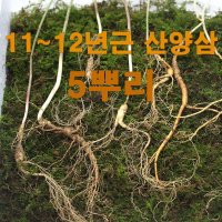 강원임산 산양삼 11-12년근 3뿌리 산양산삼 산양삼효능 최상품