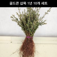 측백나무 골드콘 삽목1년 10개 세트 상록수 정원수 울타리 조경수 묘목 화분