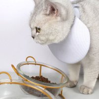 고양이 넥카라 쿠션 상처보호 중성화