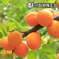 살구나무 왕살구 유실수 가림원예조경 왕살구 하코드 R4cm결실주