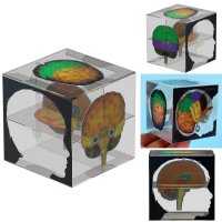 정육면체 뇌 구조 모형 만들기 입체 투명 브레인 큐브 박스 기능 역할 학습 입채 브래인 상자
