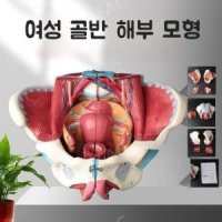 여성 골반 생식기 자궁 모형 산부인과 정형외과