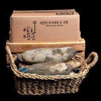 [알찬연근팜] 햇연근 1kg(특품, 실속형) 흙연근