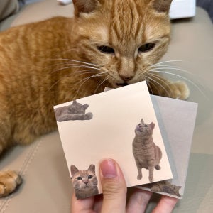 [유기묘 후원] 고양이 시나 떡메모지😻, 시나몬