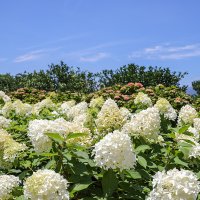 [제주] 휴애리 자연생활공원 입장권