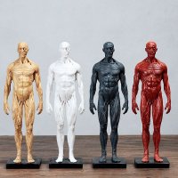 인체 전신 근육 모형 인체 미술 스케치 드로잉 해부학 교육 수정
