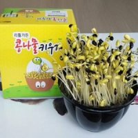 콩나물기르기 콩나물 재배기 키우기 키트