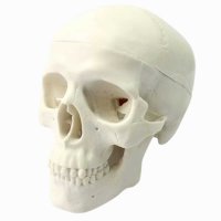 뼈 의료 장식품 머리 모형 치과 해부학 얼굴 할로윈