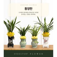 동양란 개업 승진 축하화분 인테리어화분 동양난  동양란 - 스프링파루(교배종)  지방 구 단위 지역(배송비 1만원 추가)