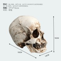 인체모형 해부도 마네킹 근골격계 해부학 인체 구조 모델 CG 페인팅 조각 M 앤티크 헤드