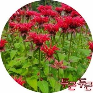 단일상품 꽃무릇 - 꽃무릇상사화베르가못노루귀도라지동자꽃