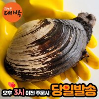 자연산 제철 코끼리조개 왕우럭조개 1kg 귀족조개