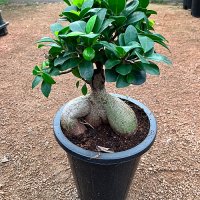 인삼팬더 인삼펜다나무 실내 식물