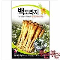 백도라지 립 토종 도라지 종자 텃밭키우기 채소키우기 - UnKnown