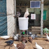 자동 닭 모이 급식기 양계 사육기 오리 비둘기 조류 태양열 급여기