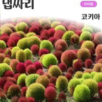 댑싸리 코키아 100립/추워지면 붉게 변함