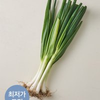 [KF365] 흙대파 1단 850g