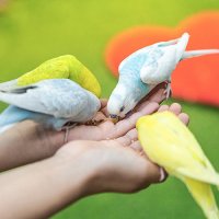 [경기도] 경기 고양 쥬쥬랜드 연간이용권 (성인, 소인)