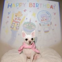 요기쏘 강아지 고양이 댕냥이 생일파티 빔 세트  1개