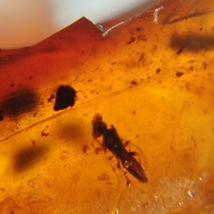 9 900만 년 된 백악기 화석 화석의 시대부터 버마이트 호박색 버마어에 서식하는 희귀하고 독특한 곤충