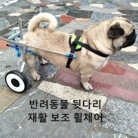 고양이 휠체어 반려동물 뒷다리 재활 장비 대형 개