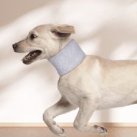 강아지경추보호대 수술 디스크 관절 보조기