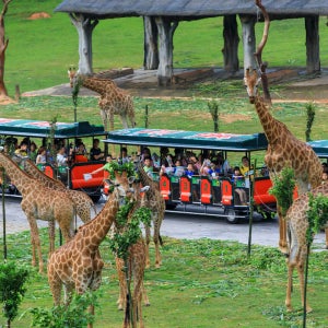 [E티켓 사용] 광저우 치메롱 사파리 파크 티켓