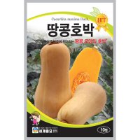 땅콩호박10립 씨앗 세계