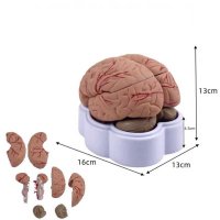 뇌모형 인체 해부학 모형 교육용 병원용