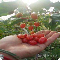 보리수나무 R3전후 결실주