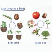 강낭콩 사과 성장과정 한살이 학습모형 과학키트 만들기세트 만들기용품 놀이키트