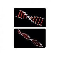 포디랜드 포디프레임 4D 체험용 DNA4 학습만들기재료