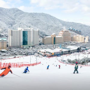 비발디파크 오크 파인 체리동 스키 워터파크예약