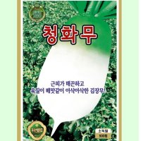 가을무 청화무 (가을무우) 4만립