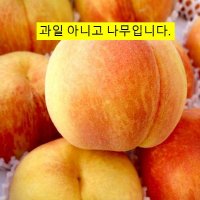 나무/황도 복숭아 나무 엘바트(결실주) N0907  1개