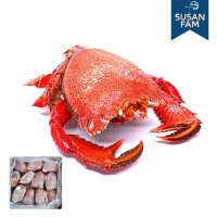 스패너크랩 5kg(약12미) 닭게 장군게