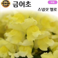 식용꽃 금어초 9종모음  5. 금어초 스냅샷 옐로 10립