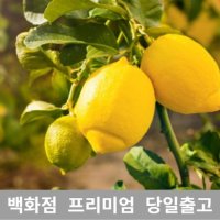 가락청과네 레몬 500g 레몬청만들기 레몬효능 주스